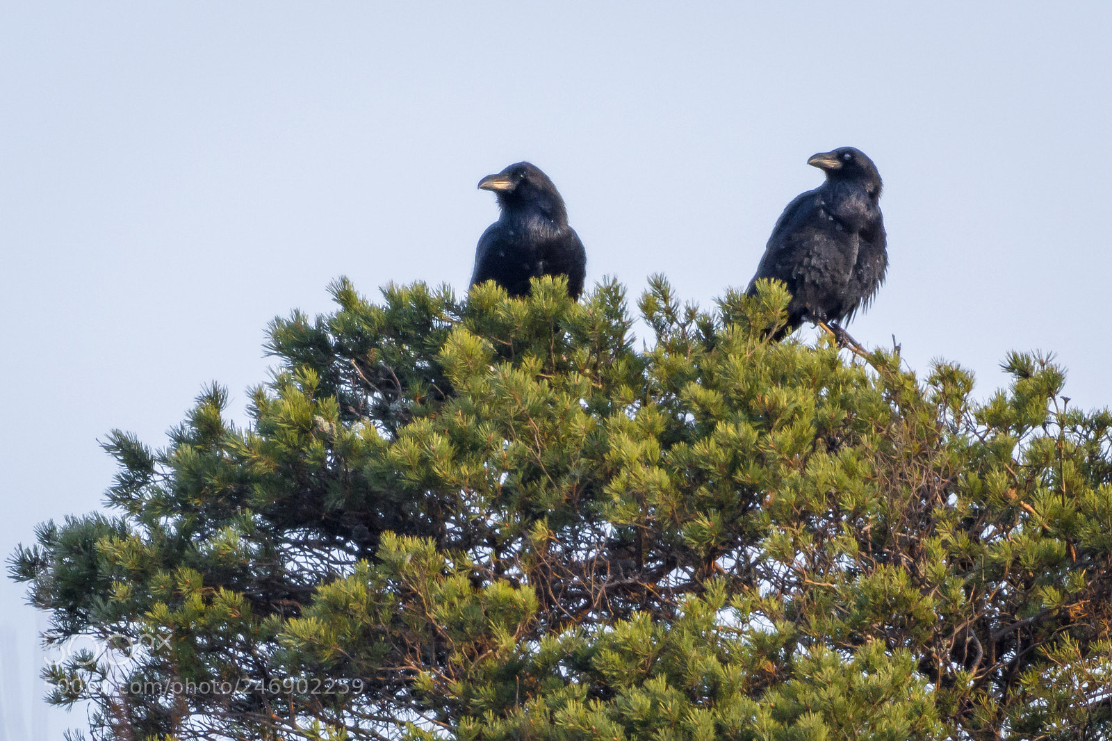 Nikon D7200 sample photo. Two ravens photography