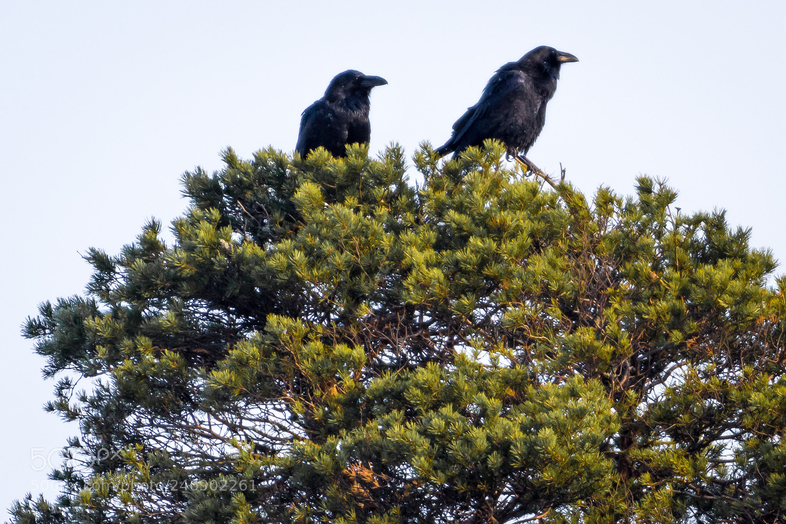 Nikon D7200 sample photo. Pair of ravens photography
