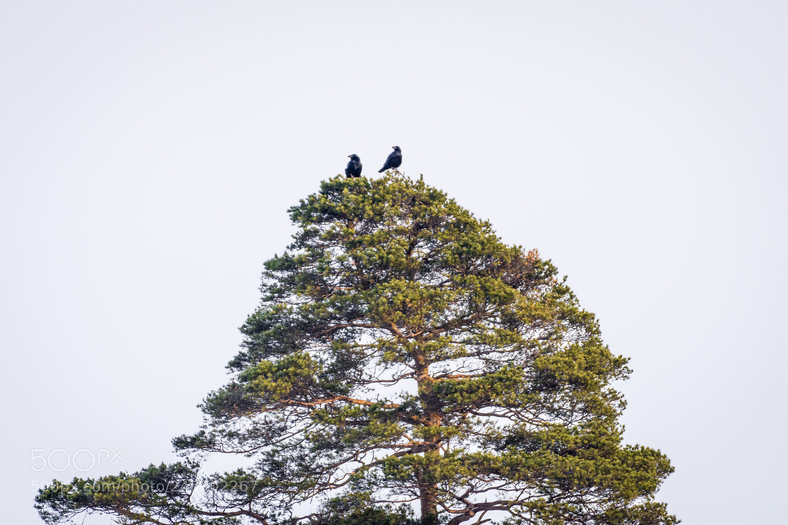 Nikon D7200 sample photo. A raven pair photography