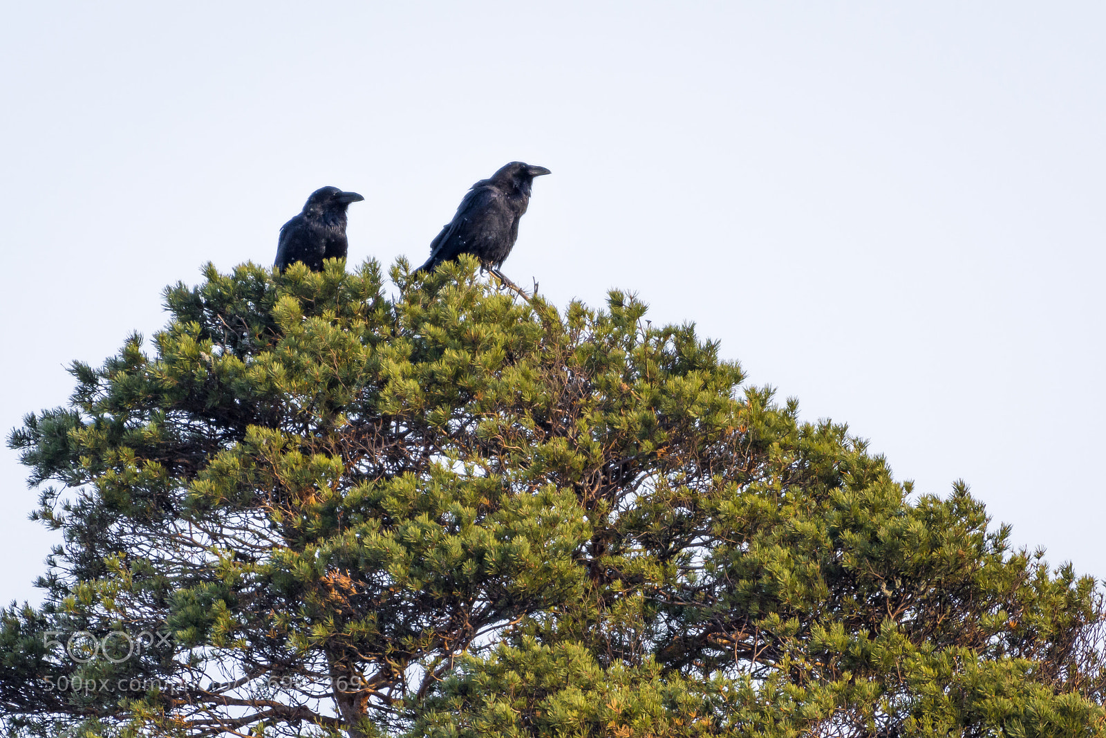 Nikon D7200 sample photo. Ravens photography