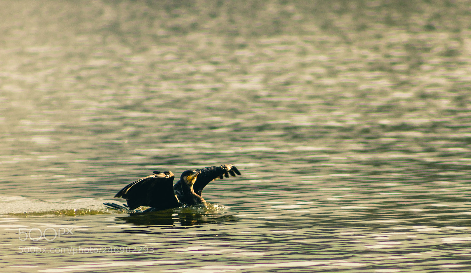 Canon EOS 800D (EOS Rebel T7i / EOS Kiss X9i) sample photo. Bird swimming in taudaha photography