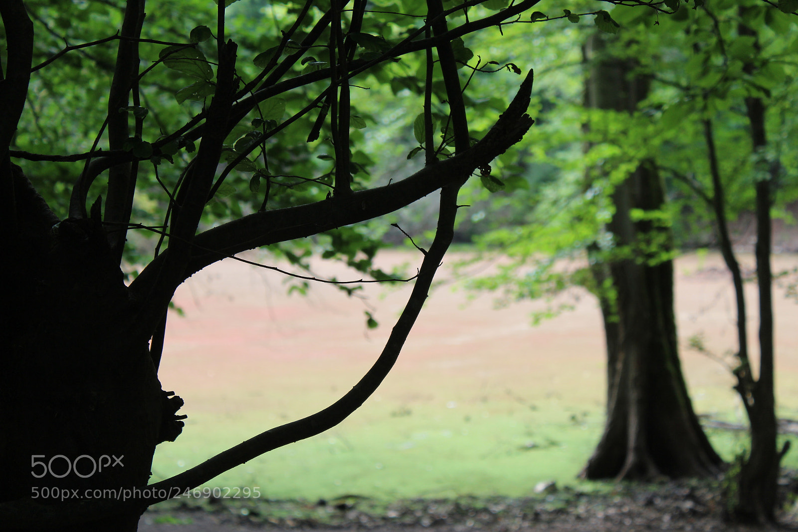 Canon EOS 600D (Rebel EOS T3i / EOS Kiss X5) sample photo. Swamp photography