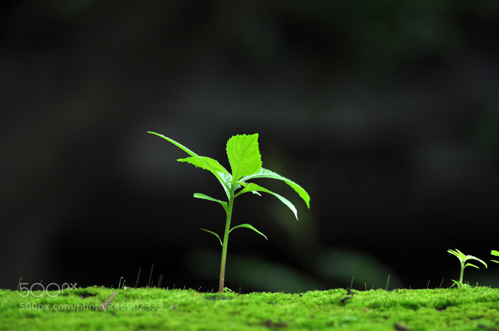 Nikon D90 sample photo. Growth photography