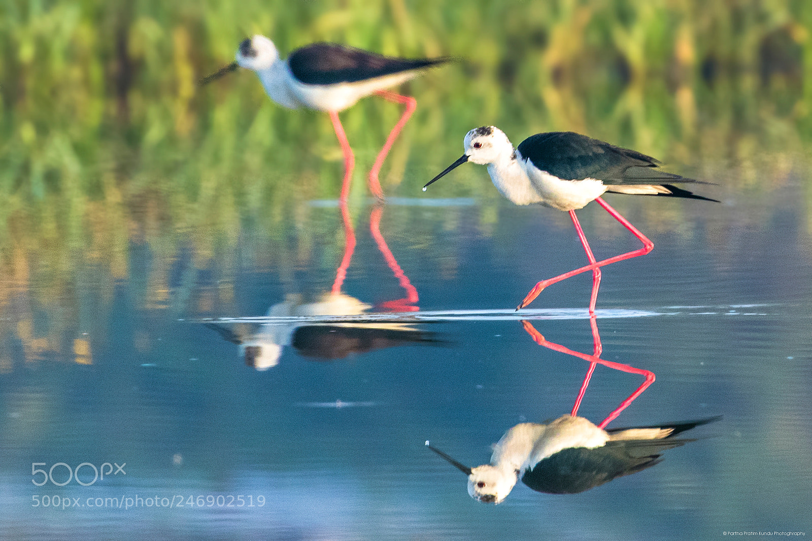 Canon EOS 7D Mark II sample photo. Stilt pair with water photography