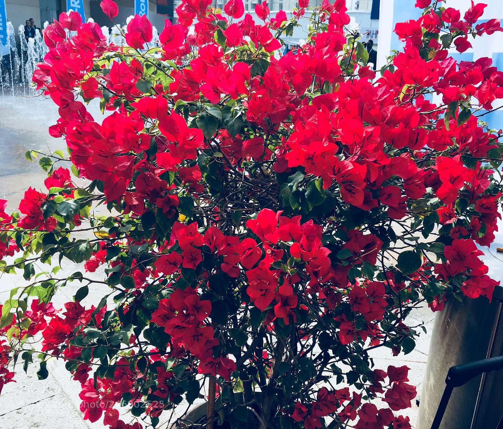 Apple iPhone 6s Plus sample photo. Untitled photography
