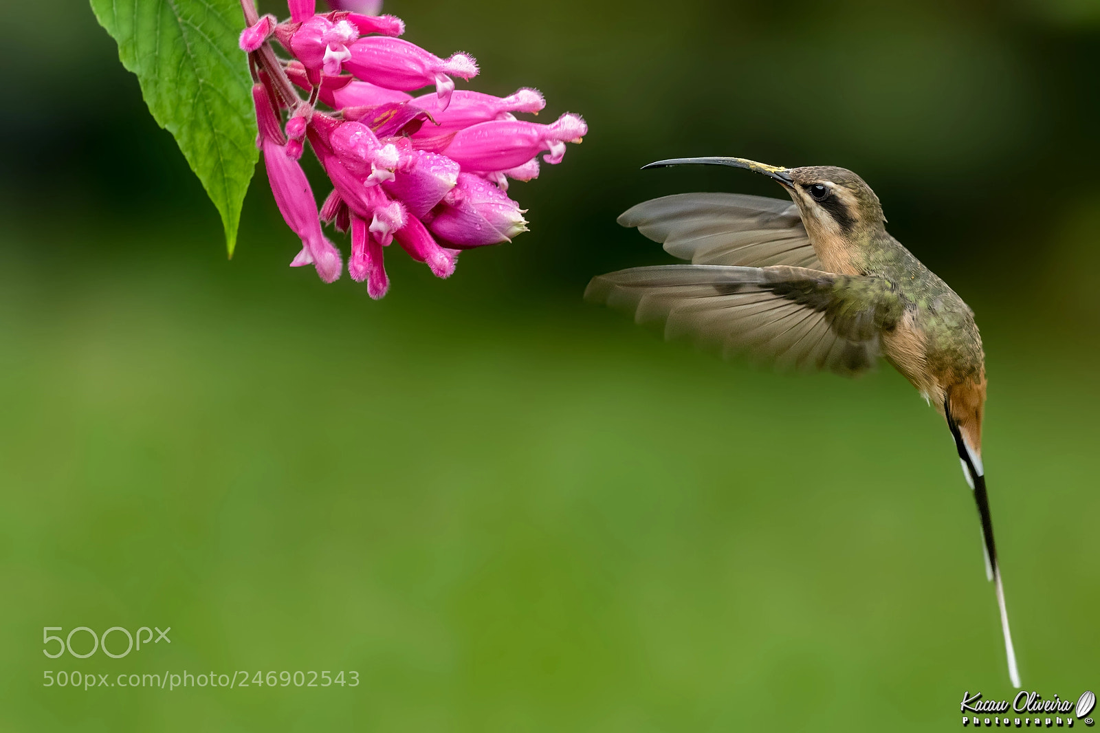 Canon EOS 7D Mark II sample photo. Scale-throated hermit photography