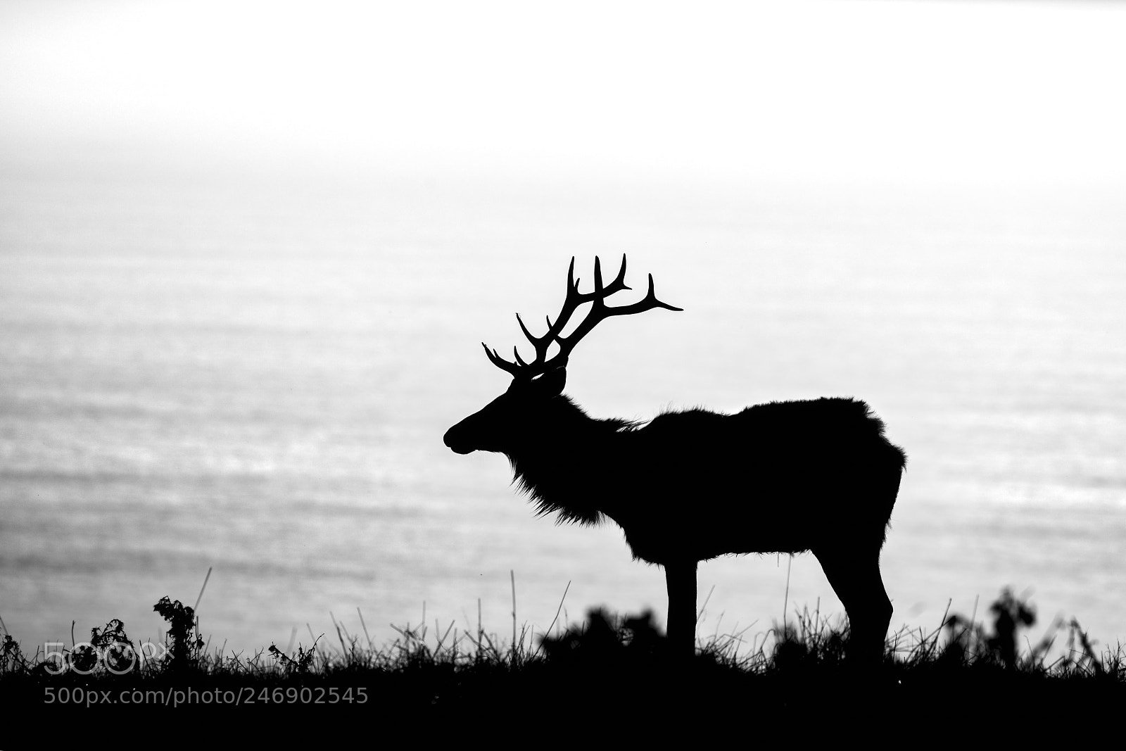 Canon EOS 5DS R sample photo. Thuleelksilhouette photography