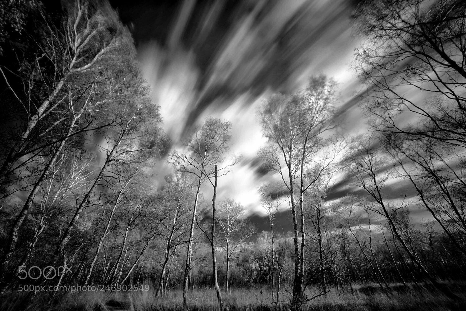 Sony a7R sample photo. Trees in winter photography