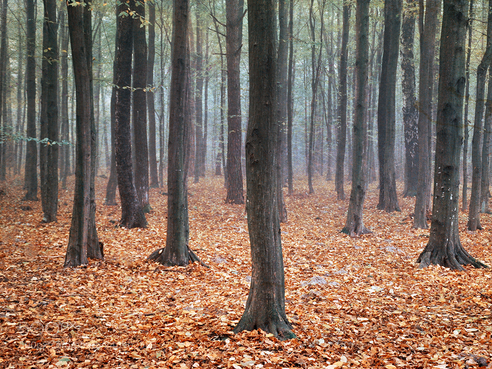 Nikon D90 sample photo. Autumn photography