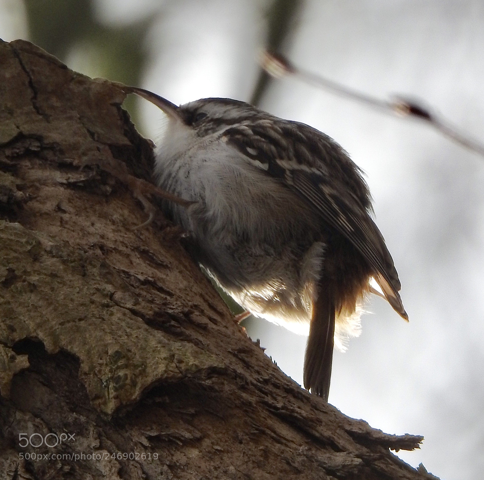 Nikon Coolpix P900 sample photo. Treecreeper.... photography