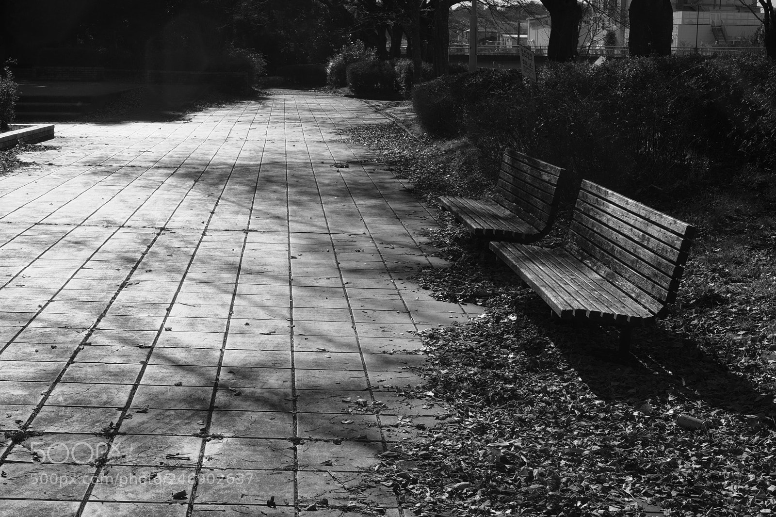 Fujifilm X-Pro2 sample photo. Dscf photography