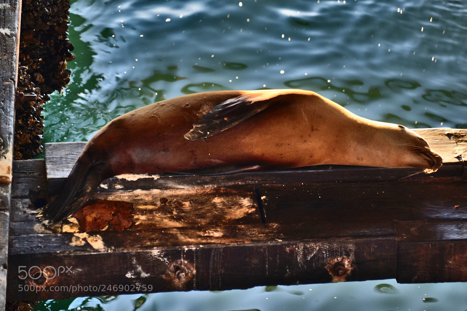 Nikon D3100 sample photo. Santa cruz siesta for photography