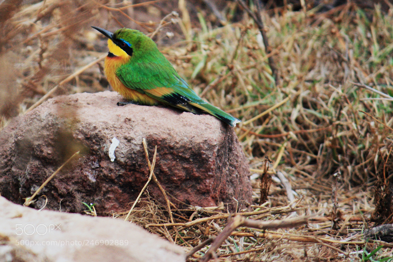Canon EOS 450D (EOS Rebel XSi / EOS Kiss X2) sample photo. Vibrant bee-eater photography