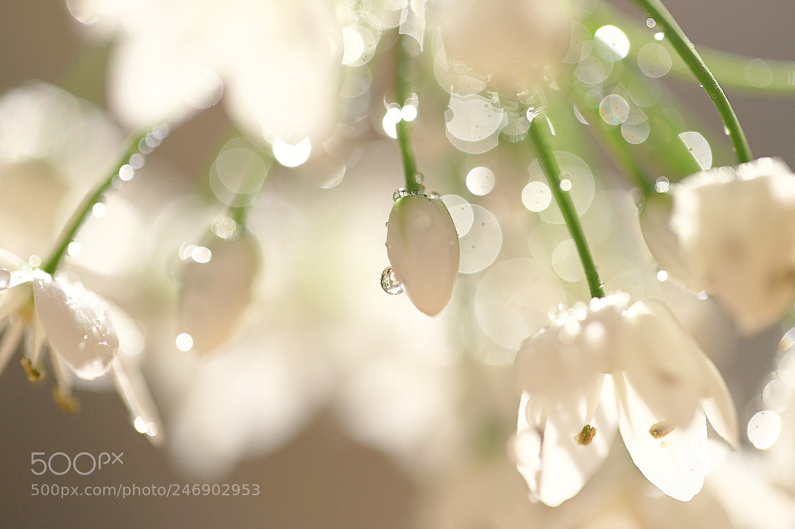 Canon EOS 6D Mark II sample photo. The bokeh photography