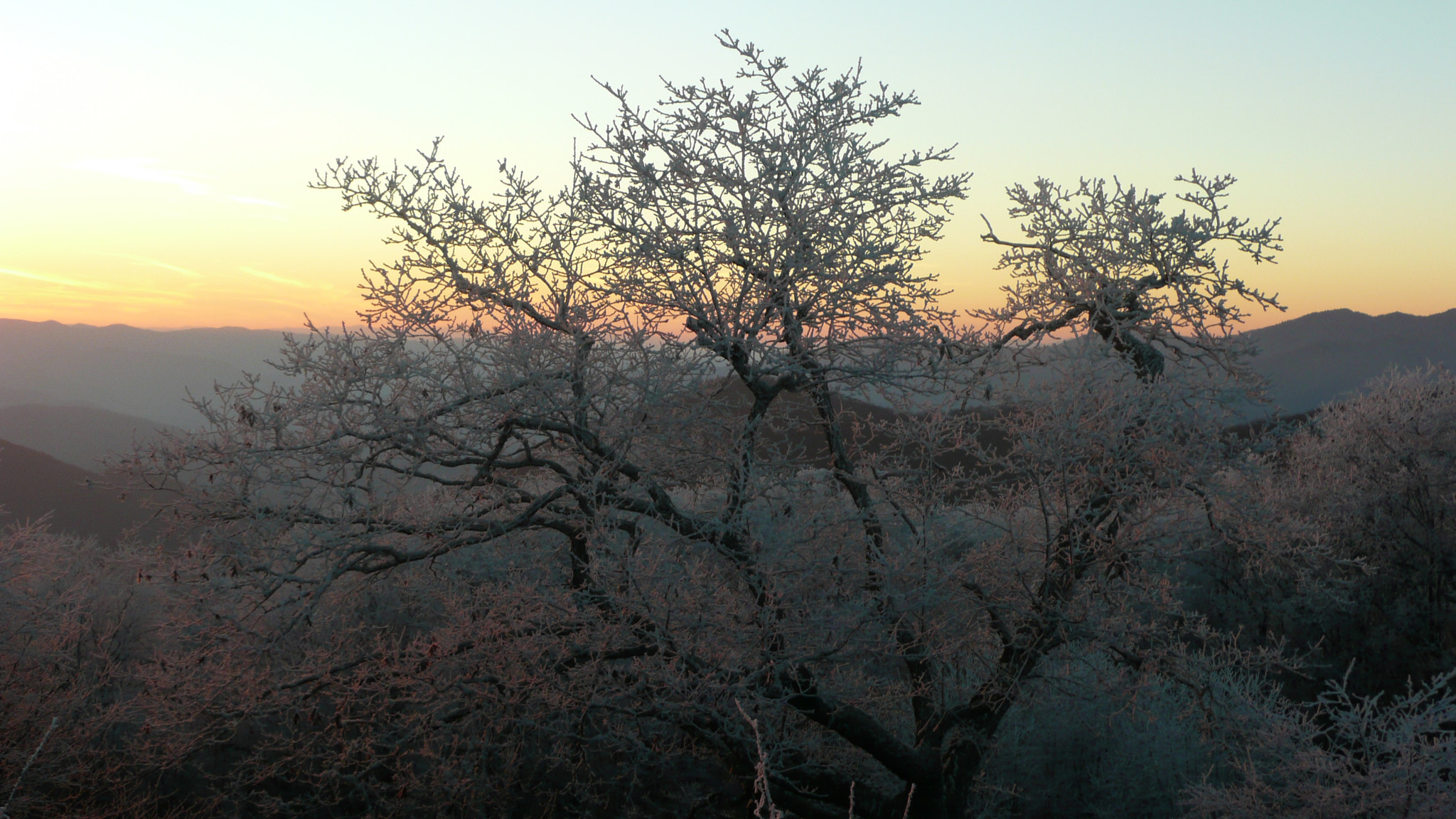 Panasonic DMC-TZ3 sample photo. Ice covered tree at sunset in the smoky mountains  ... photography
