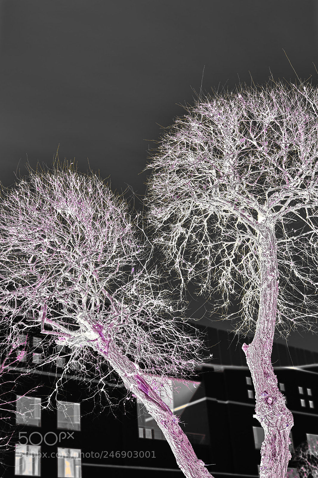 Sony a7R II sample photo. Untitled photography