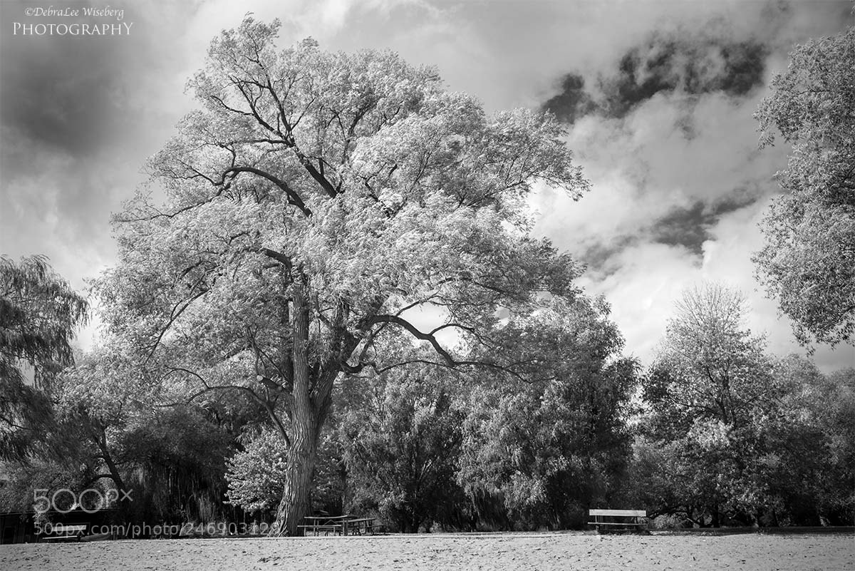 Nikon D800 sample photo. Empty bench photography