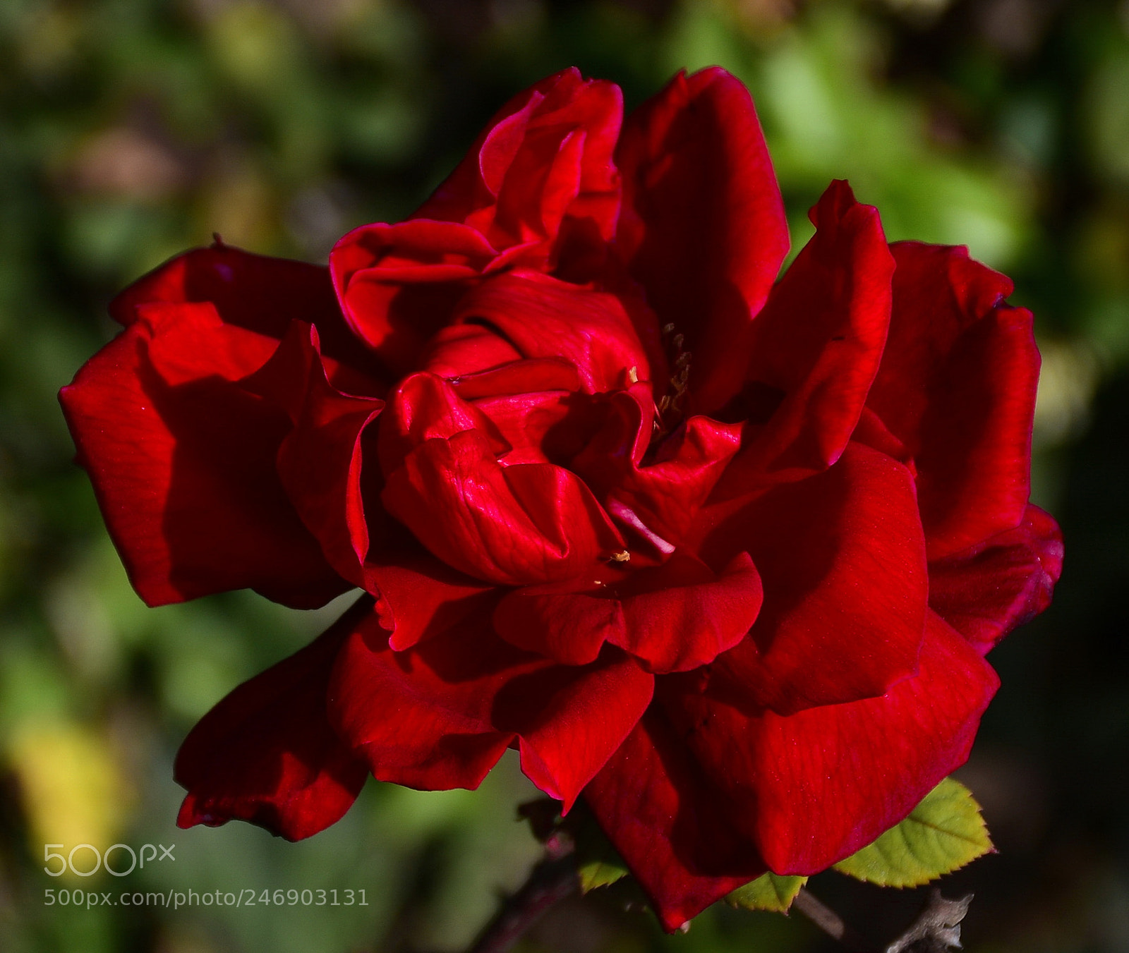 Nikon D7200 sample photo. A beautiful red rose photography