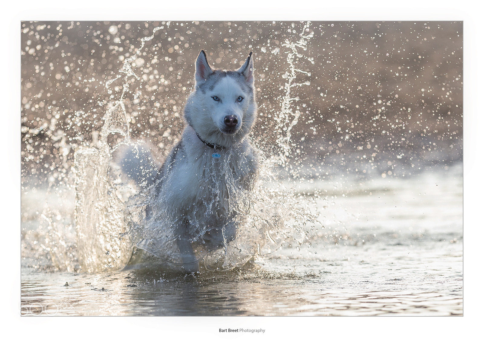 Canon EOS-1D X sample photo. Husky photography