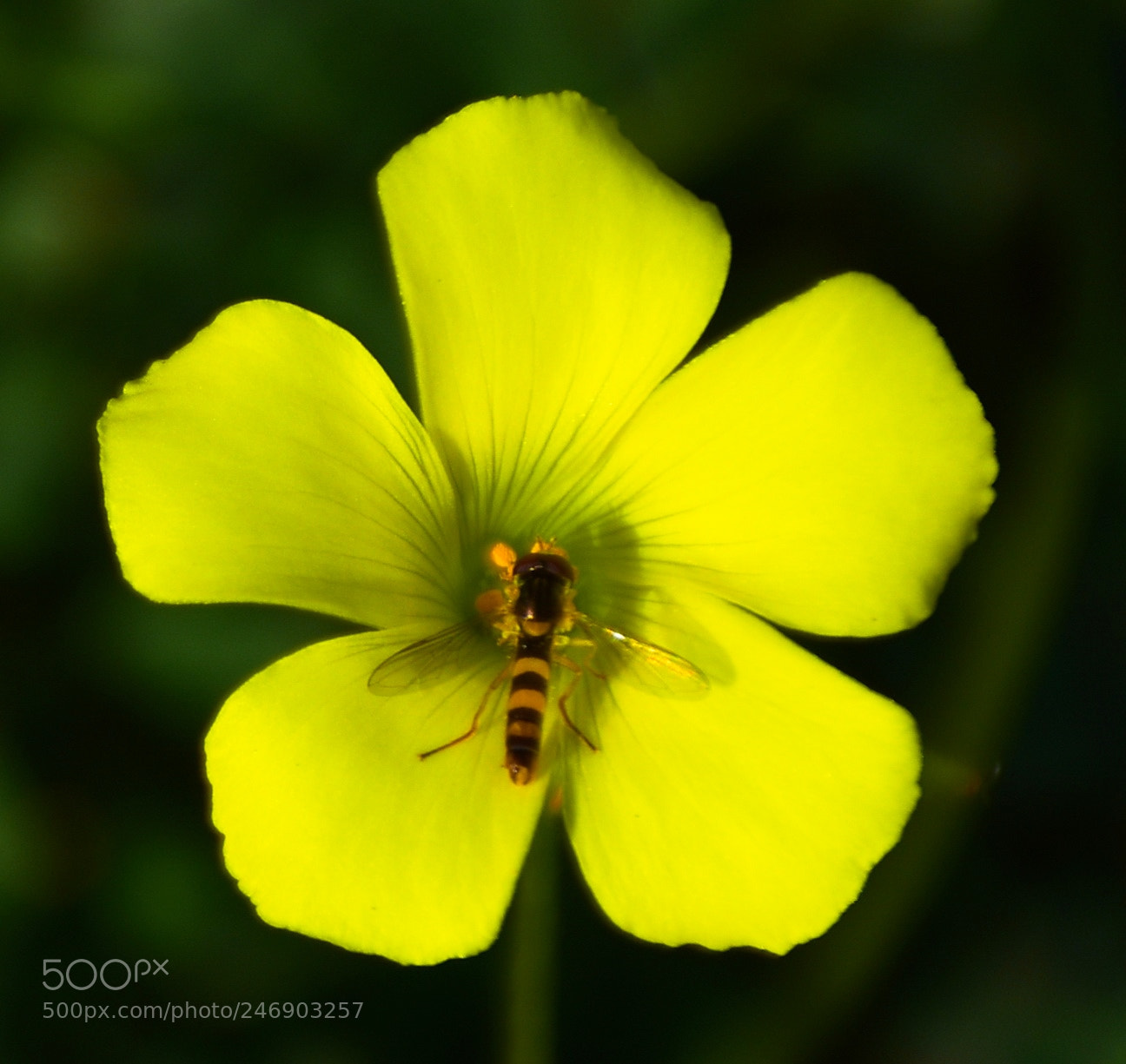 Nikon D7200 sample photo. A bee enjoying a photography
