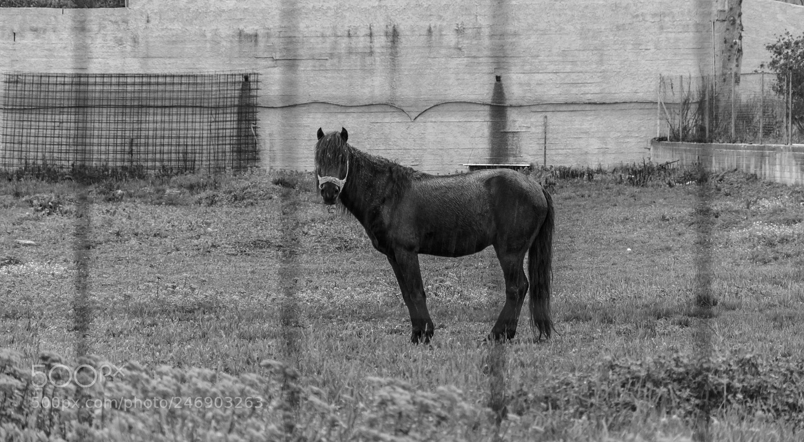 Nikon D5100 sample photo. A horse left out photography
