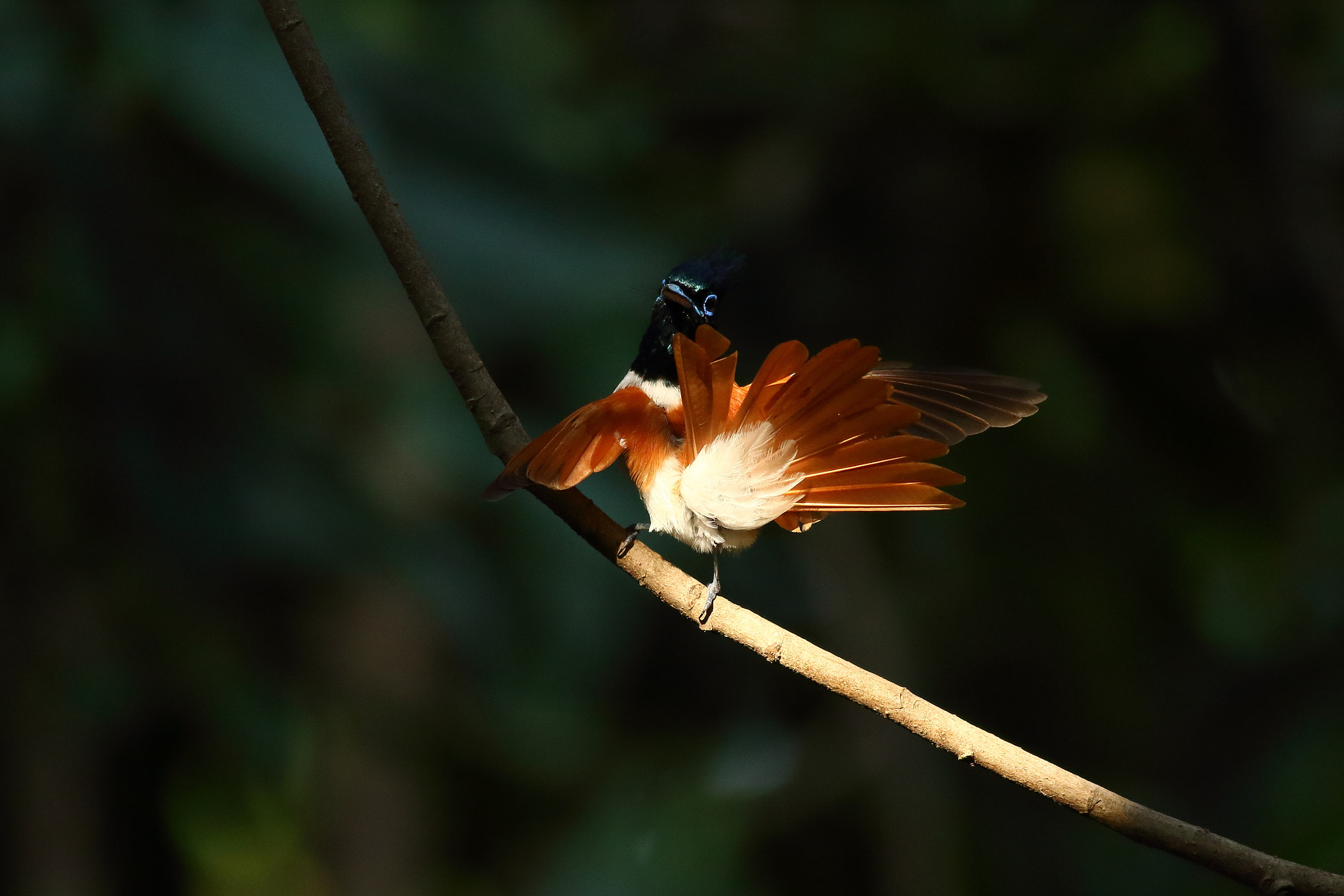 Canon EF 400mm F5.6L USM sample photo. Indian paradise flycatcher photography