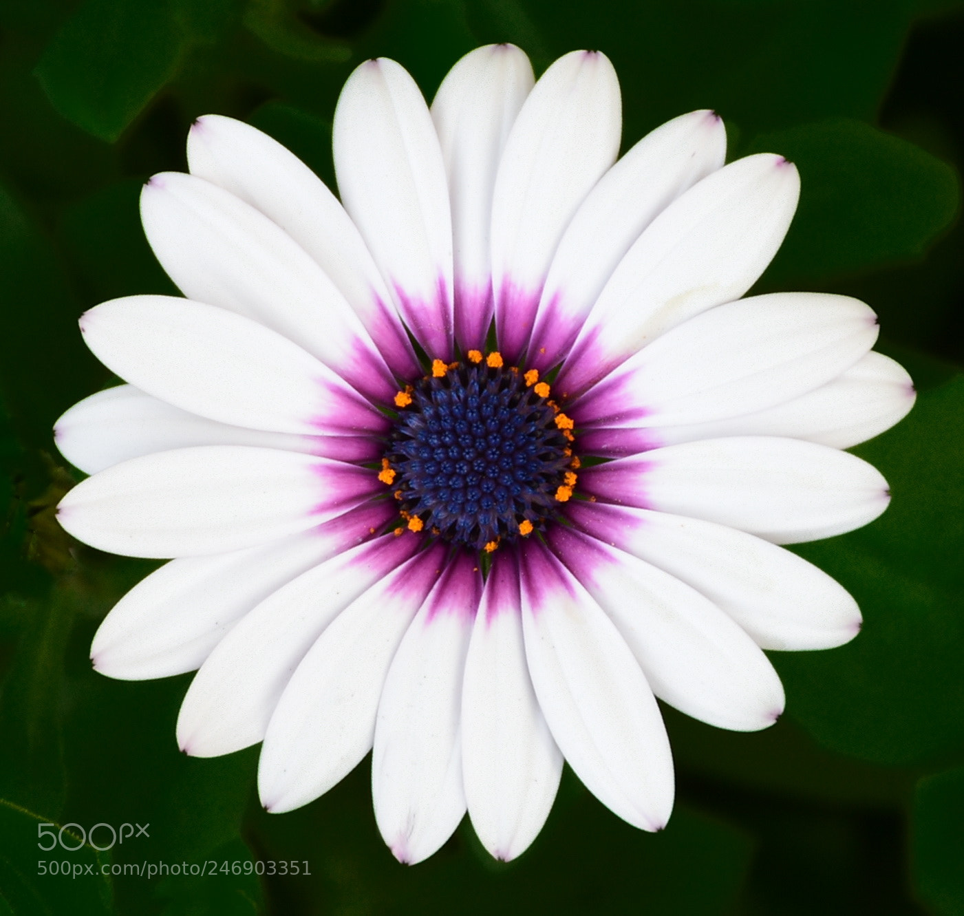Nikon D7200 sample photo. A white and purple photography