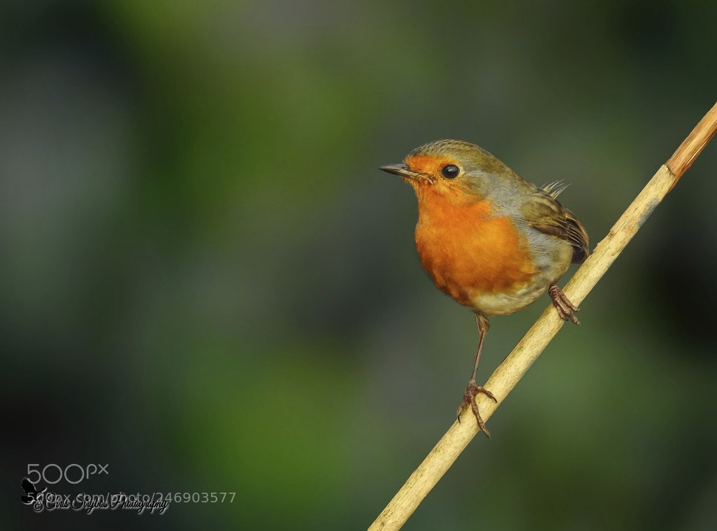 Nikon Coolpix P900 sample photo. Roodborstje (red breast ) photography