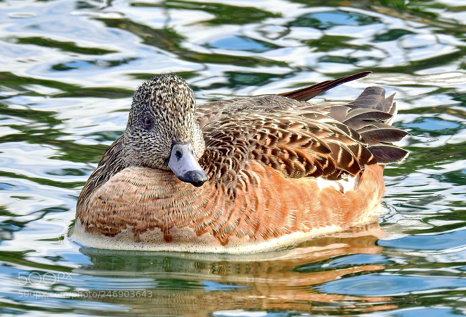Nikon Coolpix P900 sample photo. Brown duck swimming in photography