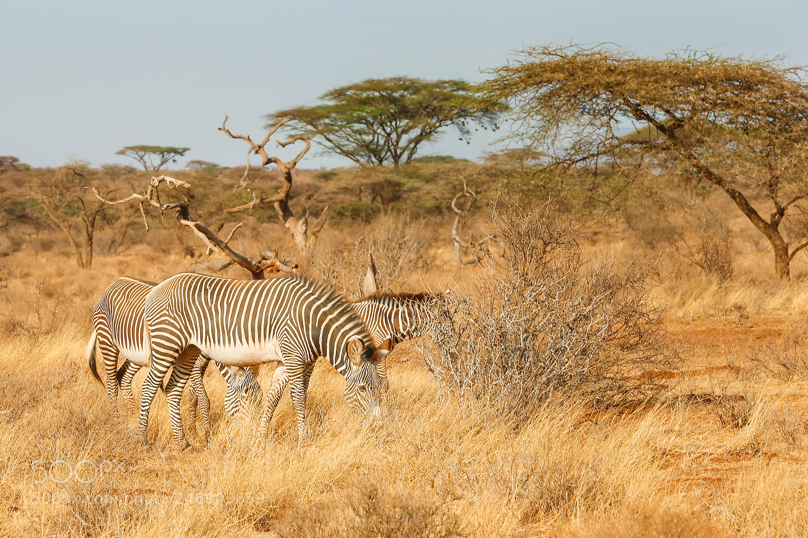 Canon EOS-1D X sample photo. Zebras in the savannah photography