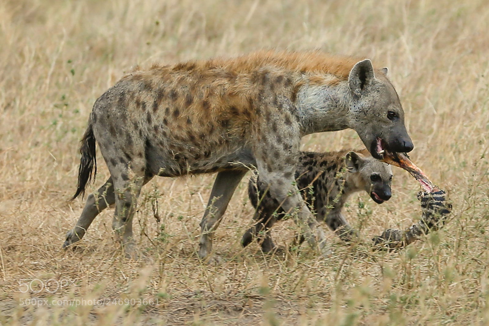 Canon EOS-1D X sample photo. Hyena with cub photography