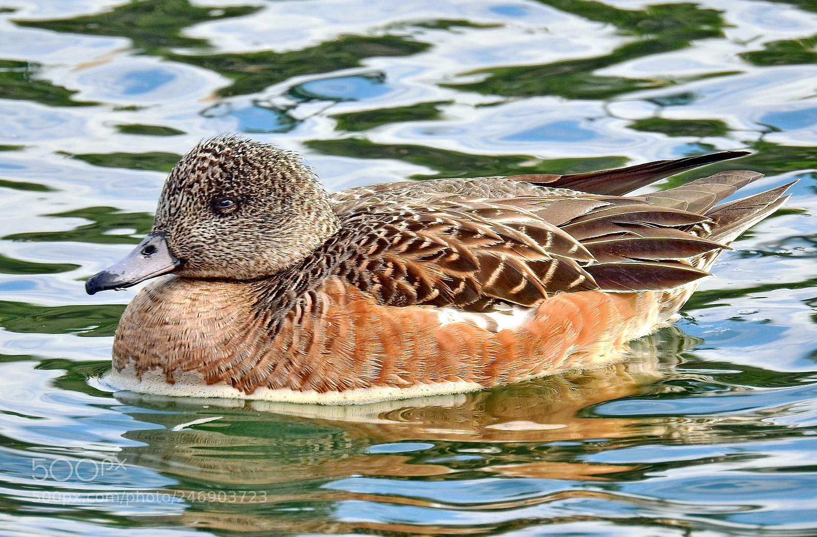 Nikon Coolpix P900 sample photo. Brown duck swimming in photography