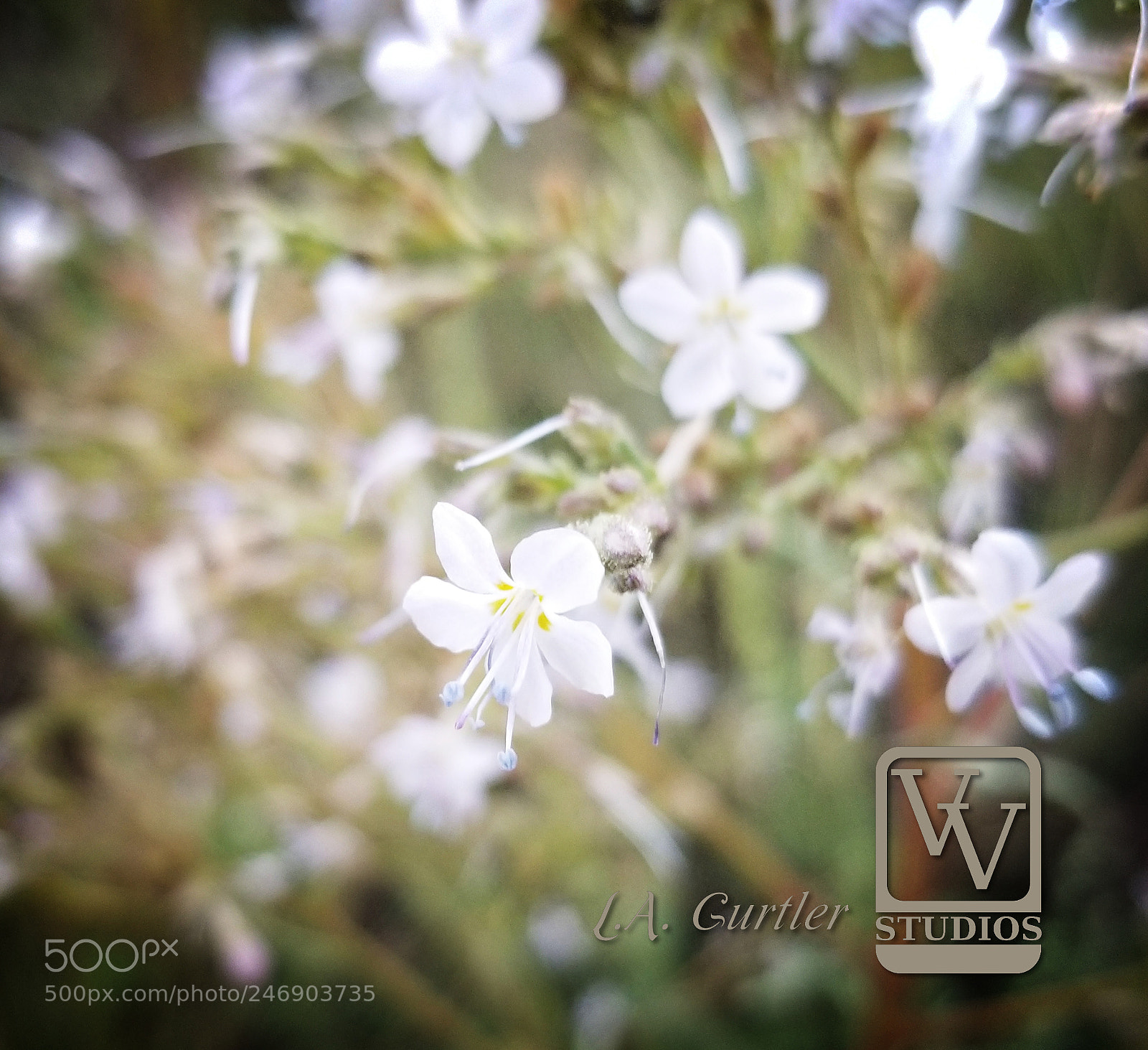 Samsung Galaxy S8 sample photo. Sticky gilia photography
