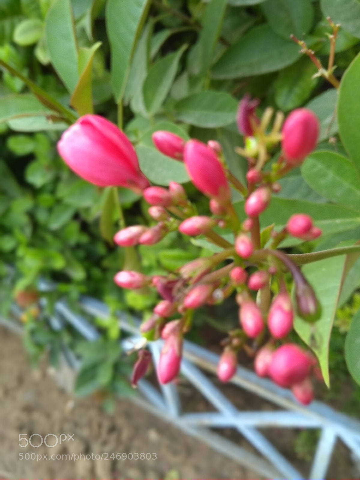 Motorola Moto G (5S) Plus sample photo. Untitled photography