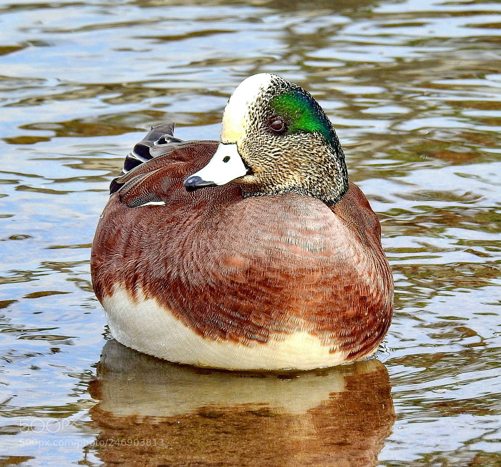 Nikon Coolpix P900 sample photo. Green duck swimming in photography