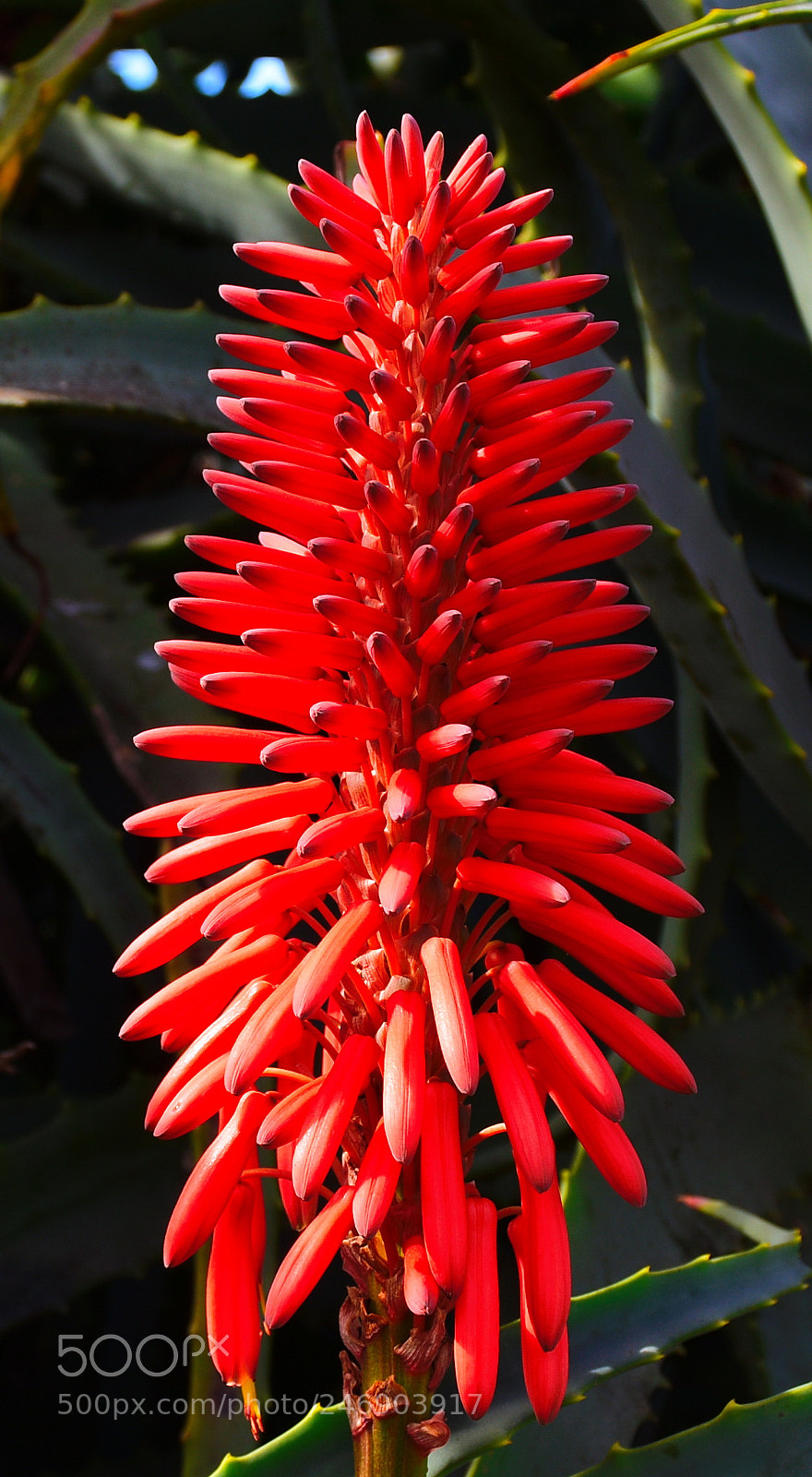 Nikon D7200 sample photo. Red beach flower photography