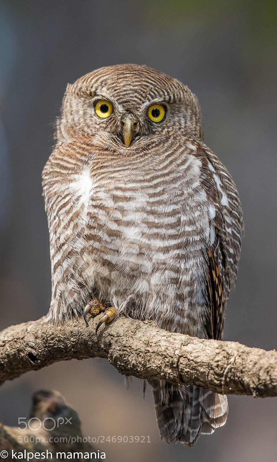 Canon EOS 5DS R sample photo. Jungle owlet. photography