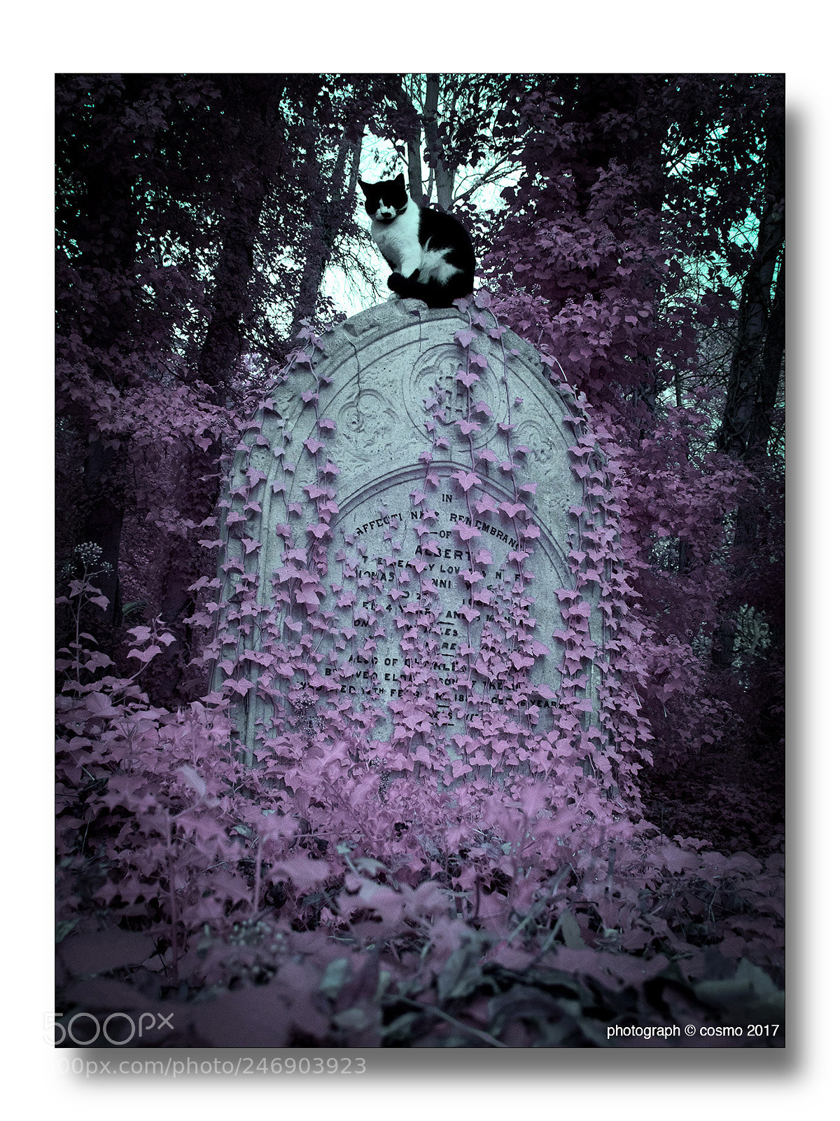 Panasonic Lumix DMC-GX8 sample photo. Tombstone cat. photography