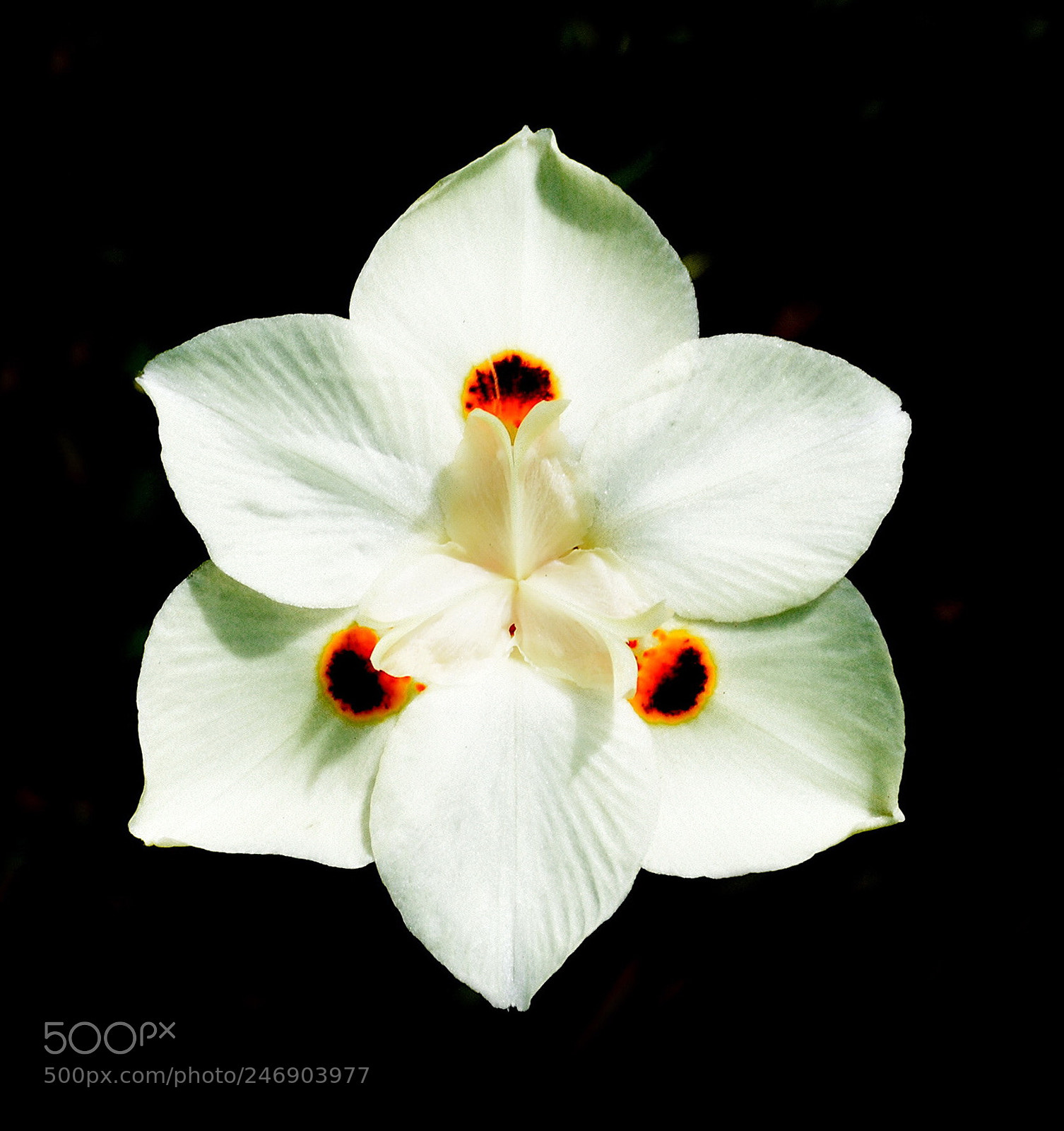Nikon D7200 sample photo. White spotted flower photography