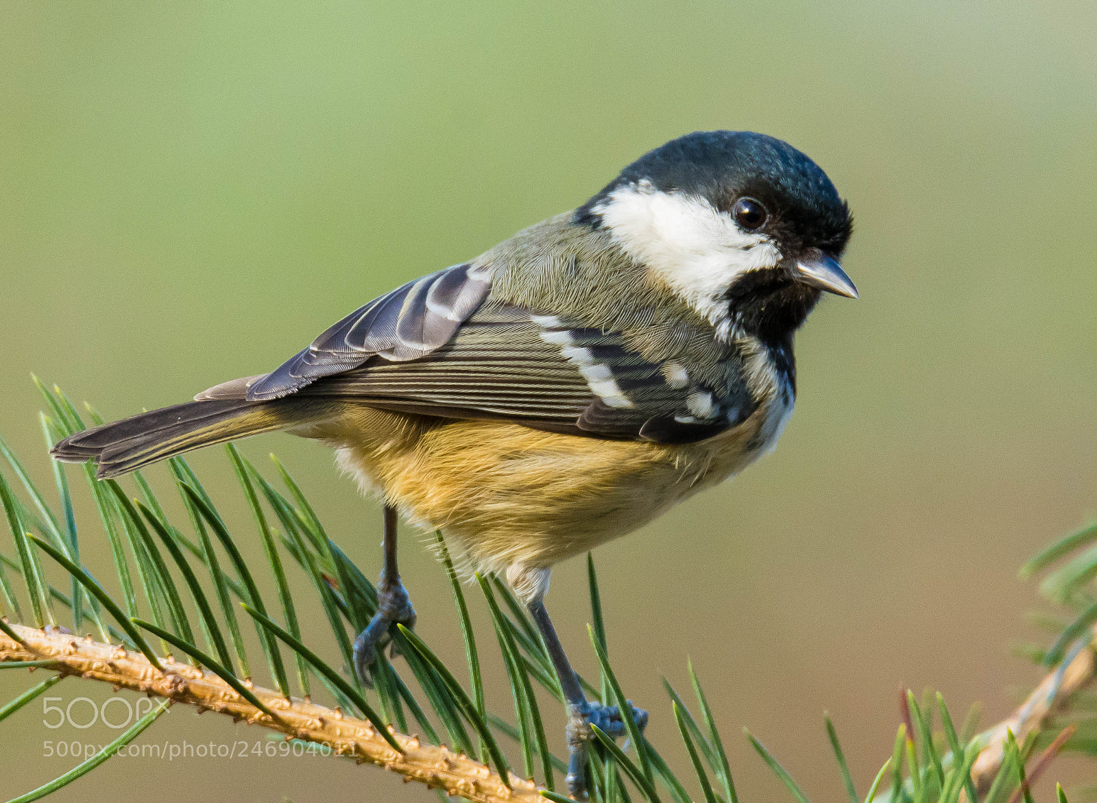 Nikon D7100 sample photo. Coal tit photography