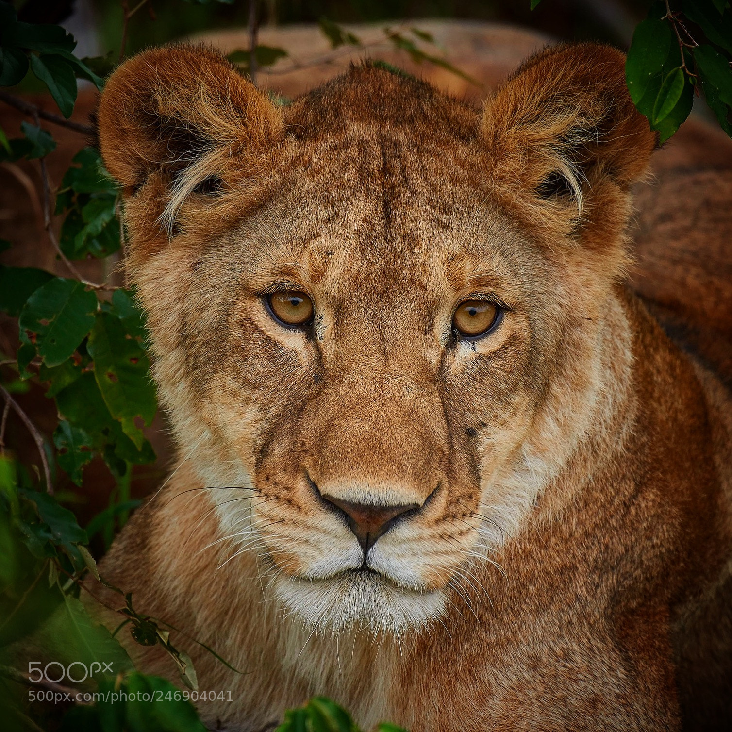Nikon D810 sample photo. A lioness’s stare photography