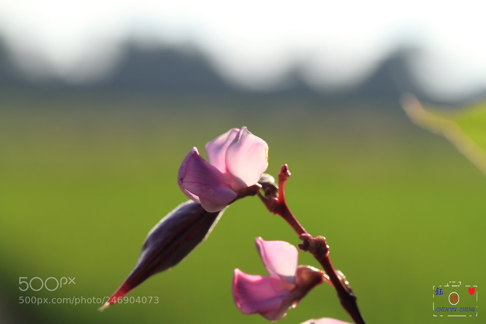 Canon EOS 7D sample photo. 豆 photography