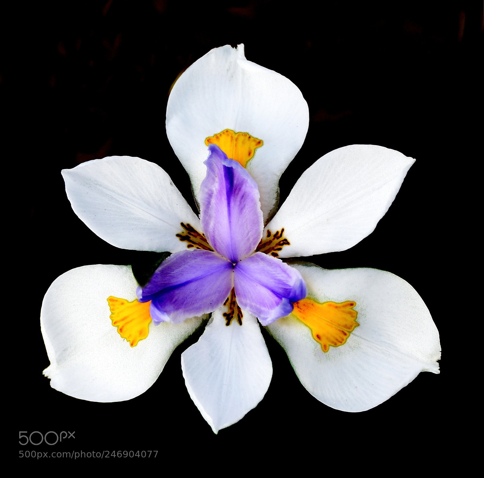 Nikon D7200 sample photo. A lovely white iris photography