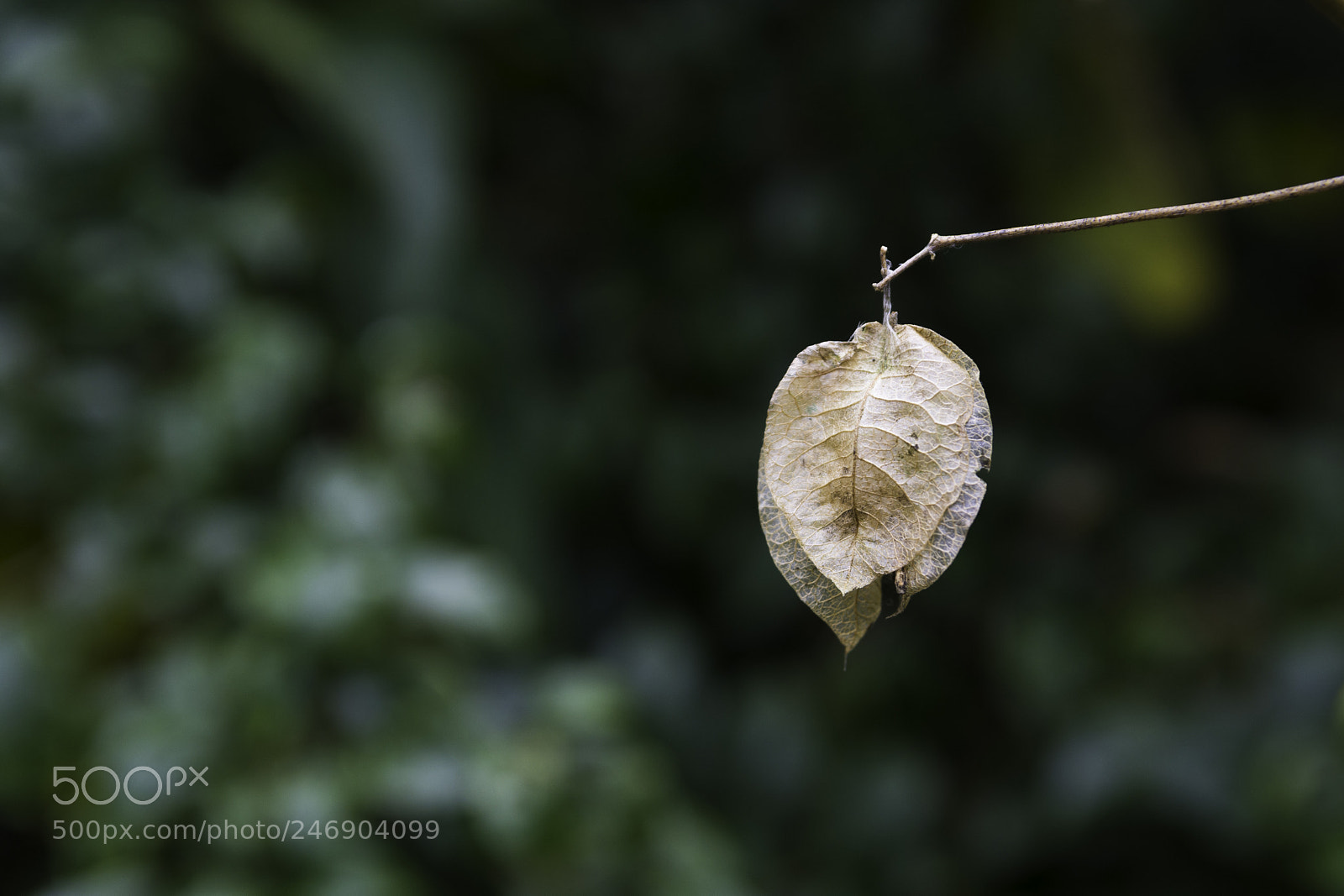 Nikon D7100 sample photo. Holding tight photography