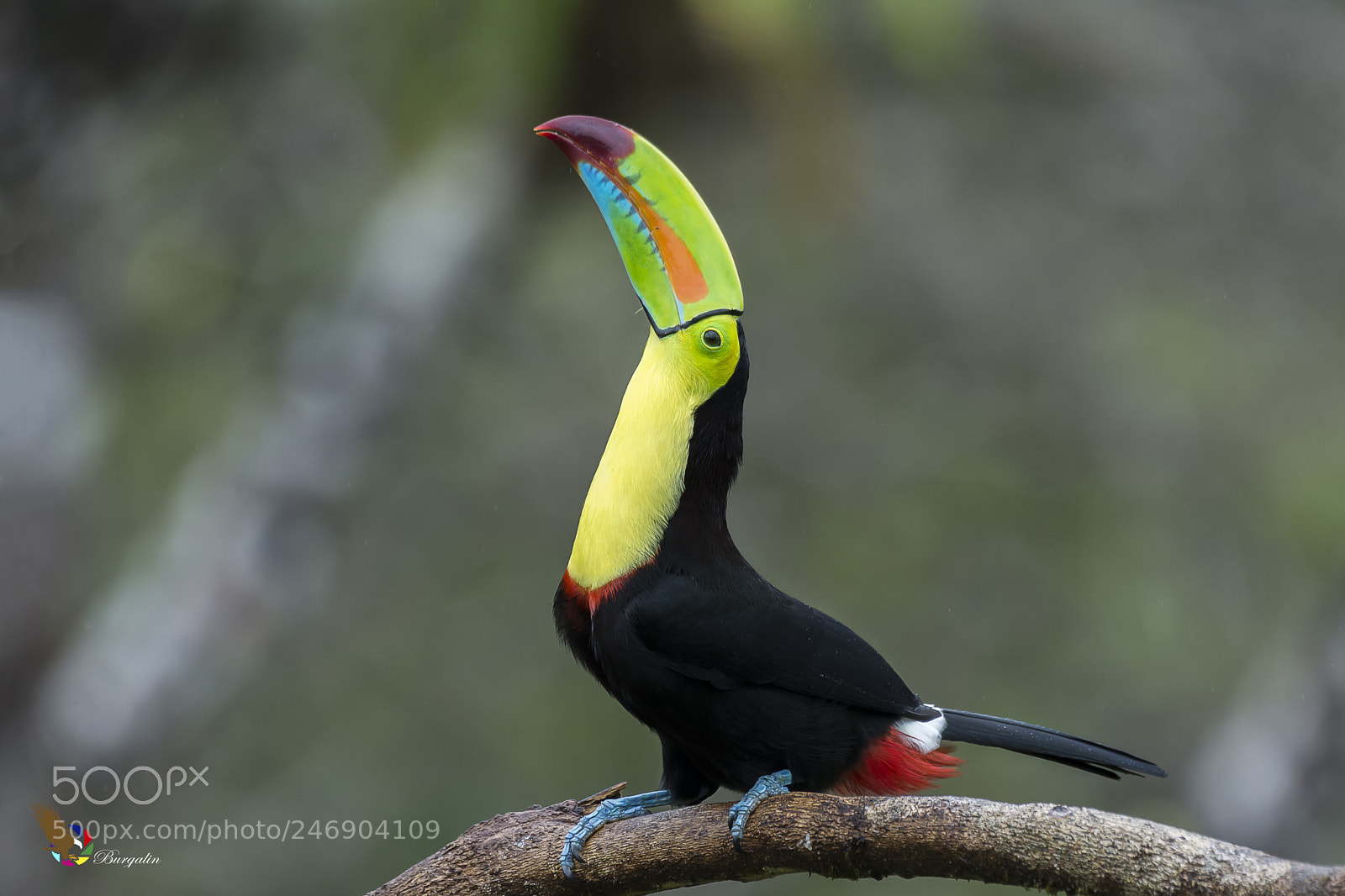 Nikon D7100 sample photo. Keel-billed toucan photography