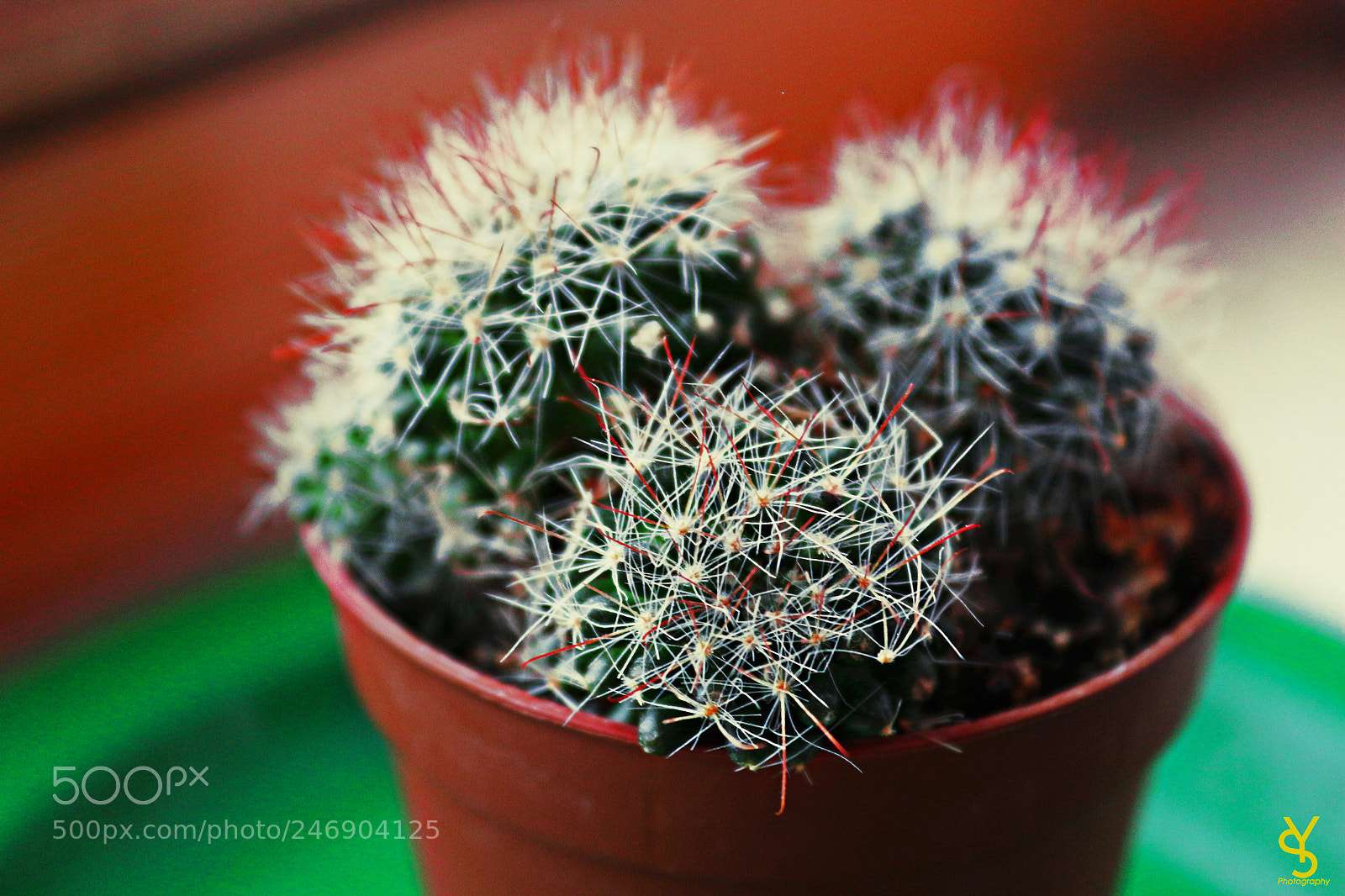 Canon EOS 650D (EOS Rebel T4i / EOS Kiss X6i) sample photo. Makro photography