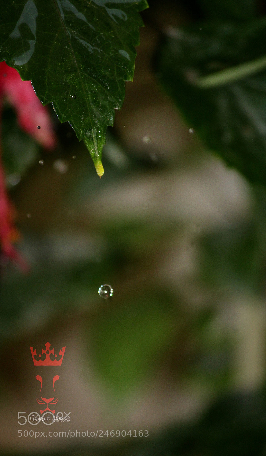 Canon EOS 1300D (EOS Rebel T6 / EOS Kiss X80) sample photo. Rain drops photography