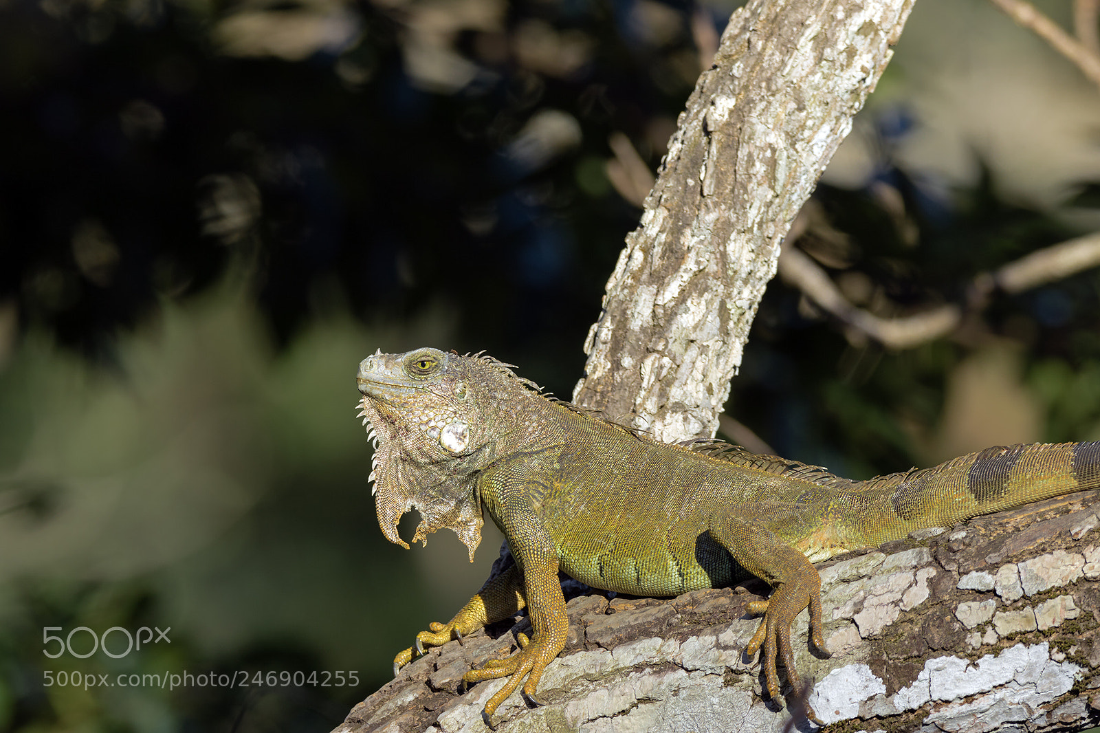 Canon EOS 7D Mark II sample photo. Grüner leguan photography