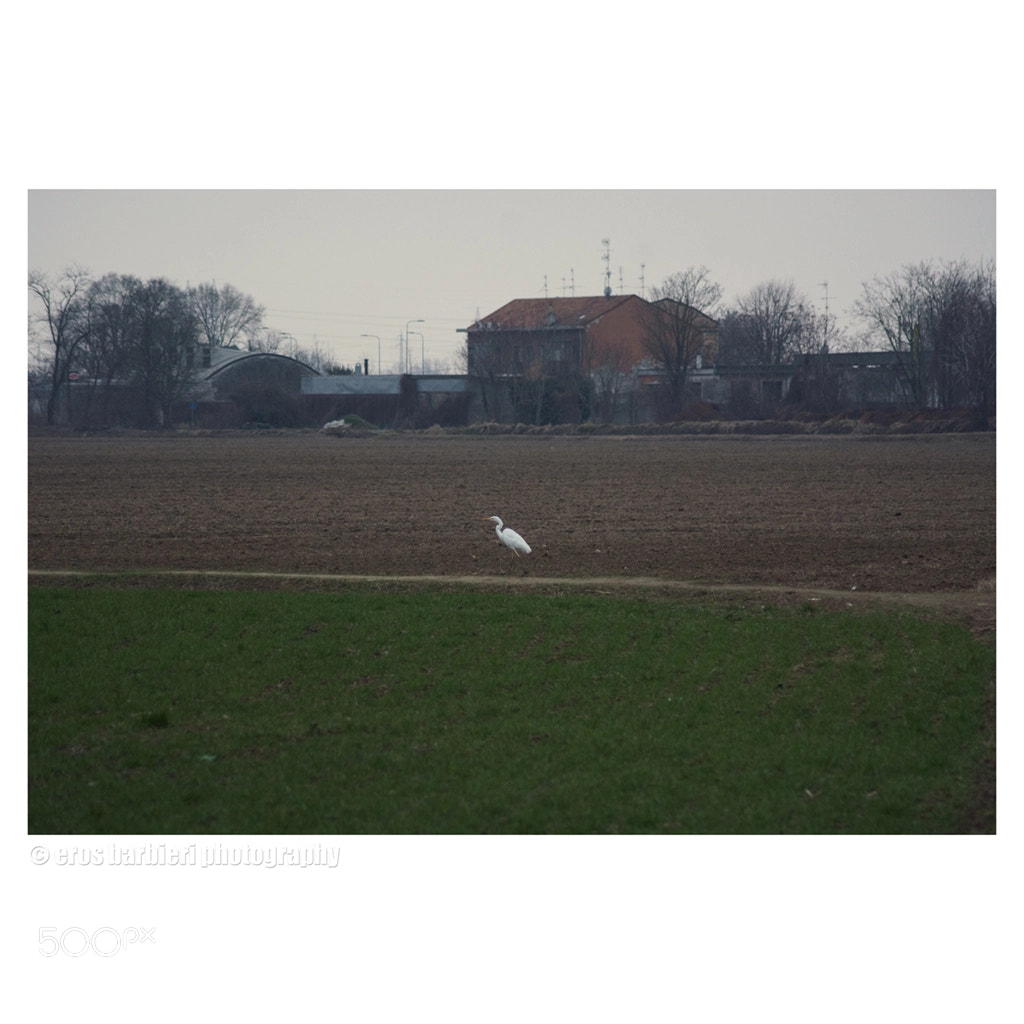 Nikon D7100 sample photo. Suburban photography