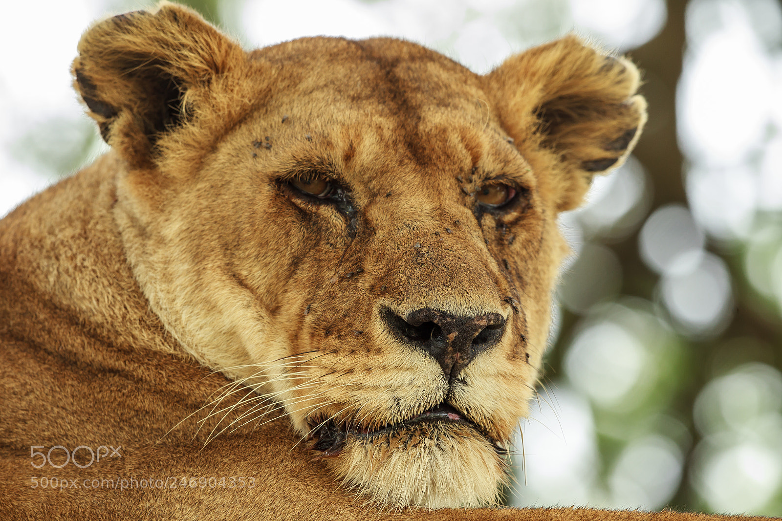 Canon EOS-1D Mark IV sample photo. Up close to an photography